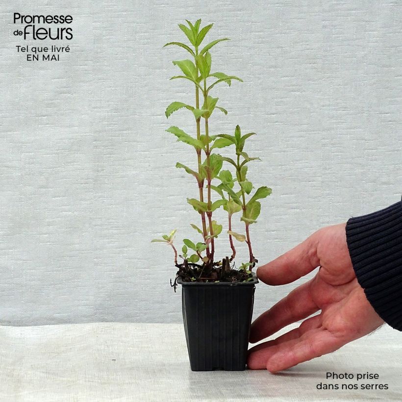 Mentha piperita Swiss 8/9 cm pot sample as delivered in spring