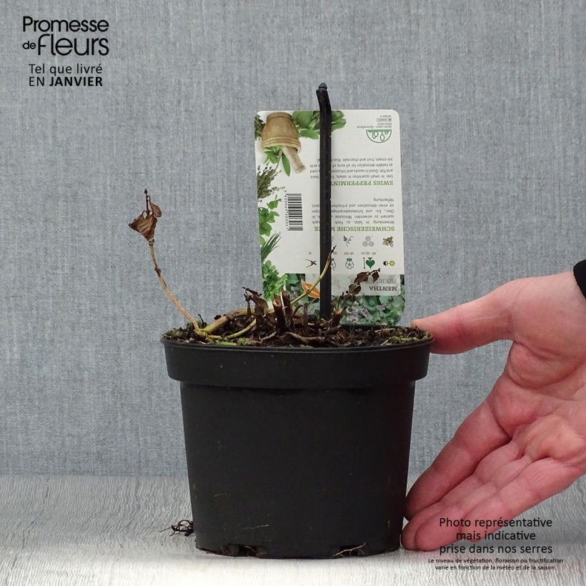 Mentha piperita Swiss 1.5L/2L pot sample as delivered in winter