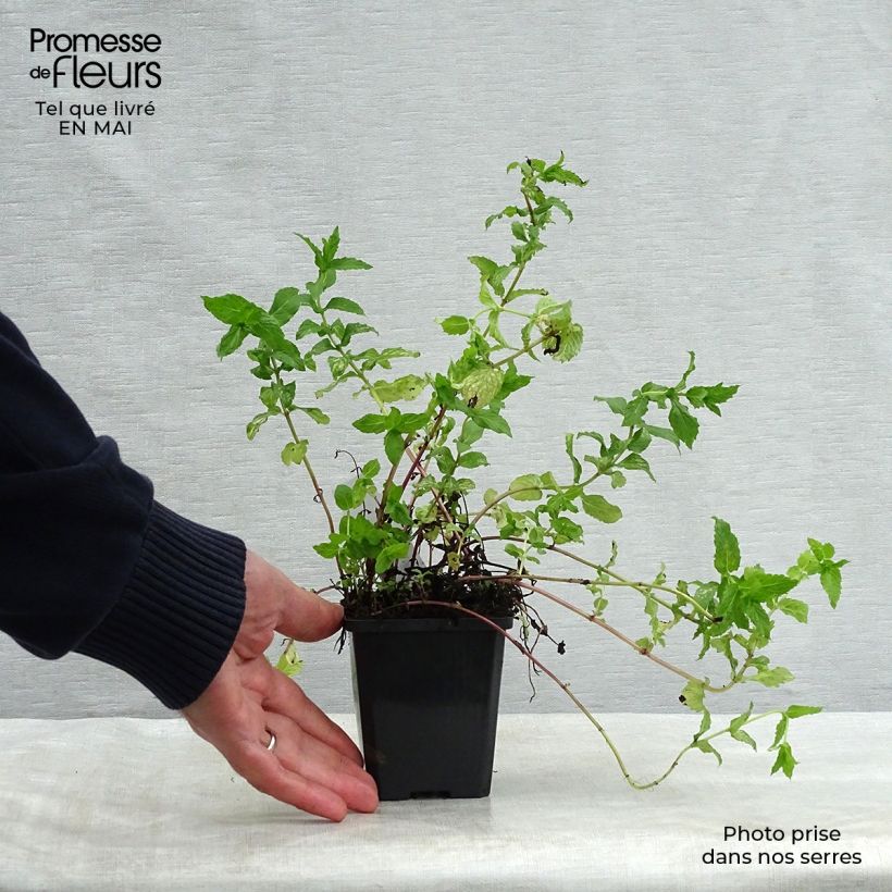 Mentha spicata 8/9 cm pot sample as delivered in spring
