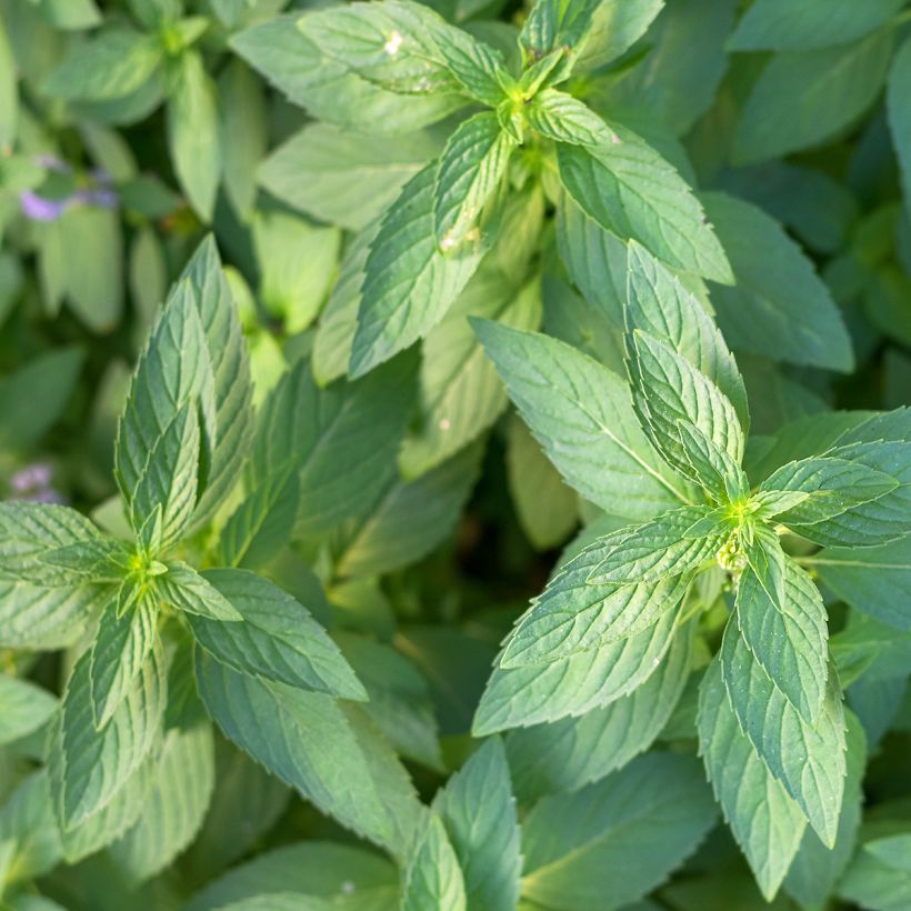 Mentha arvensis Thai - Thai mint (Foliage)