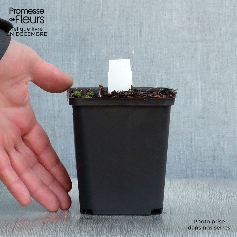 Virginian bluebells 8/9 cm pot sample as delivered in winter