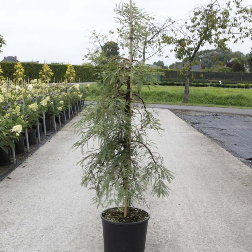 Metasequoia glyptostroboides Miss Grace - Dawn Redwood (Plant habit)