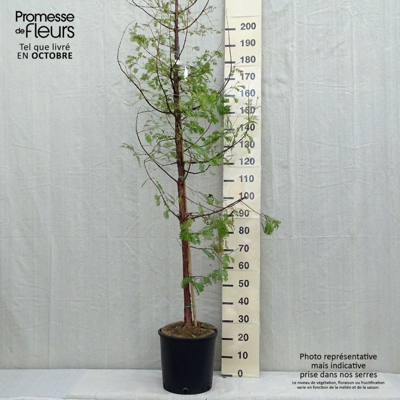 Metasequoia glyptostroboides - Dawn Redwood 18L/20L pot sample as delivered in autumn