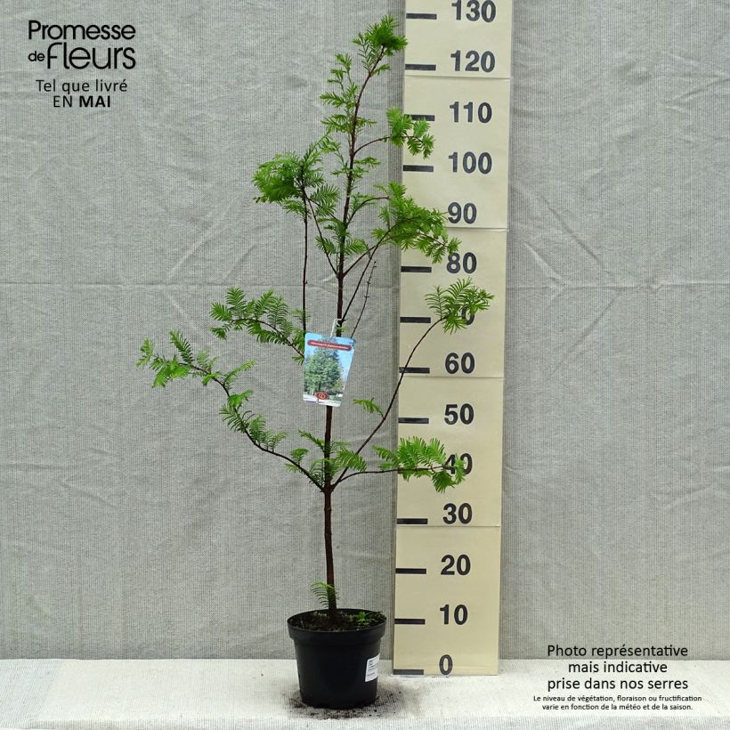 Metasequoia glyptostroboides - Dawn Redwood 3L/4L pot sample as delivered in spring