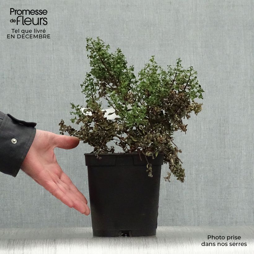 Metrosideros carminea Ferris Wheel 3L/4L pot sample as delivered in winter