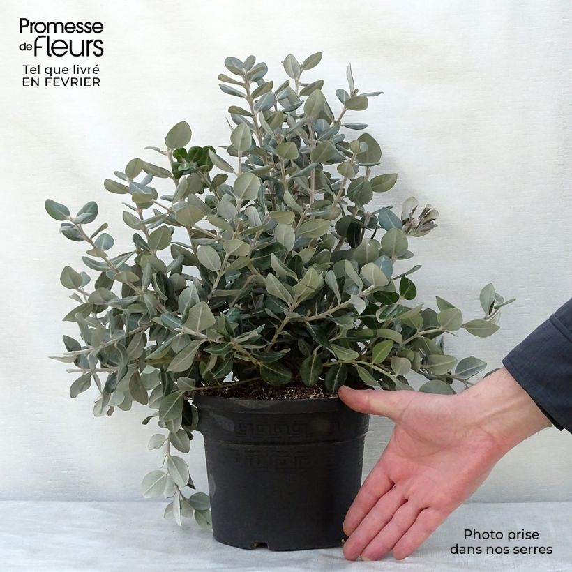 Metrosideros excelsa 3L/4L pot sample as delivered in winter