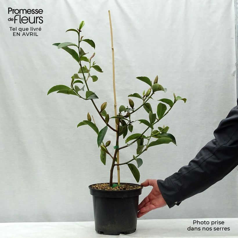 Magnolia Fairy Lime 4L/5L pot sample as delivered in spring