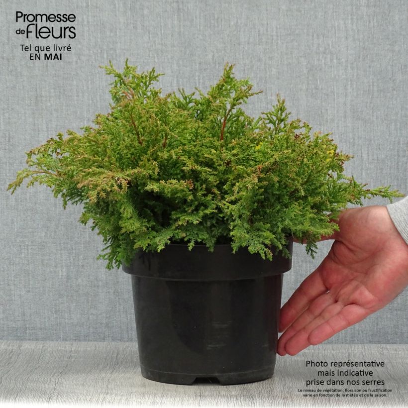 Microbiota decussata Fuzzball® 2L/3L pot sample as delivered in spring