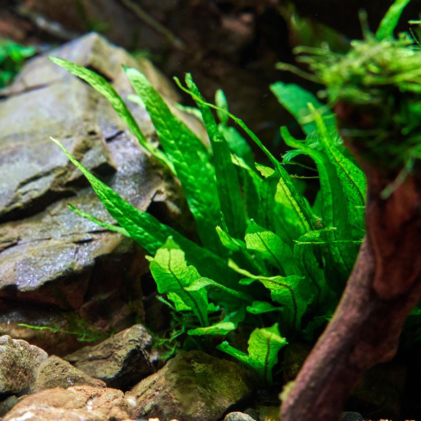 Microsorum pteropus  - Fougère de Java (Plant habit)