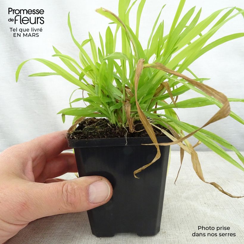 Milium effusum Aureum 8/9 cm pot sample as delivered in spring