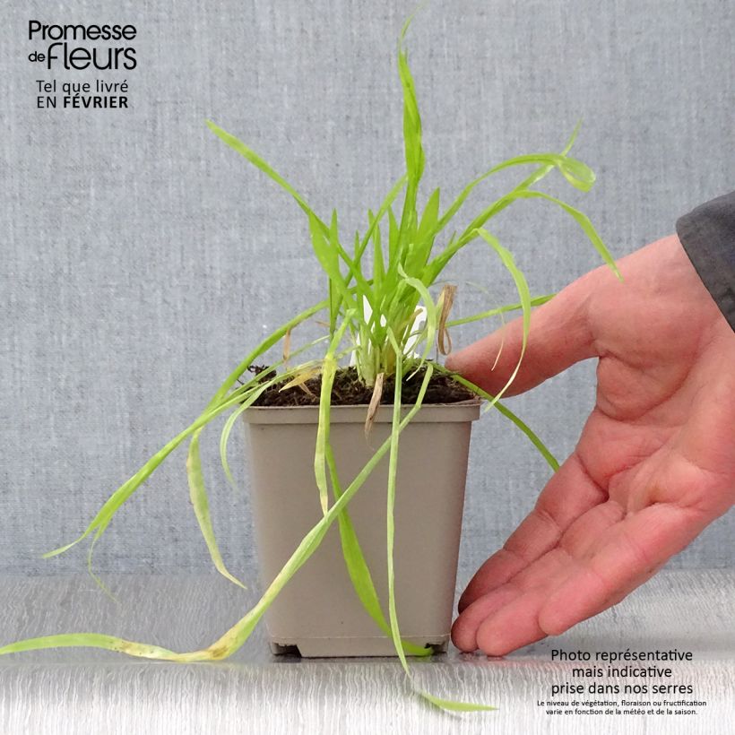 Milium effusum Aureum 8/9 cm pot sample as delivered in winter