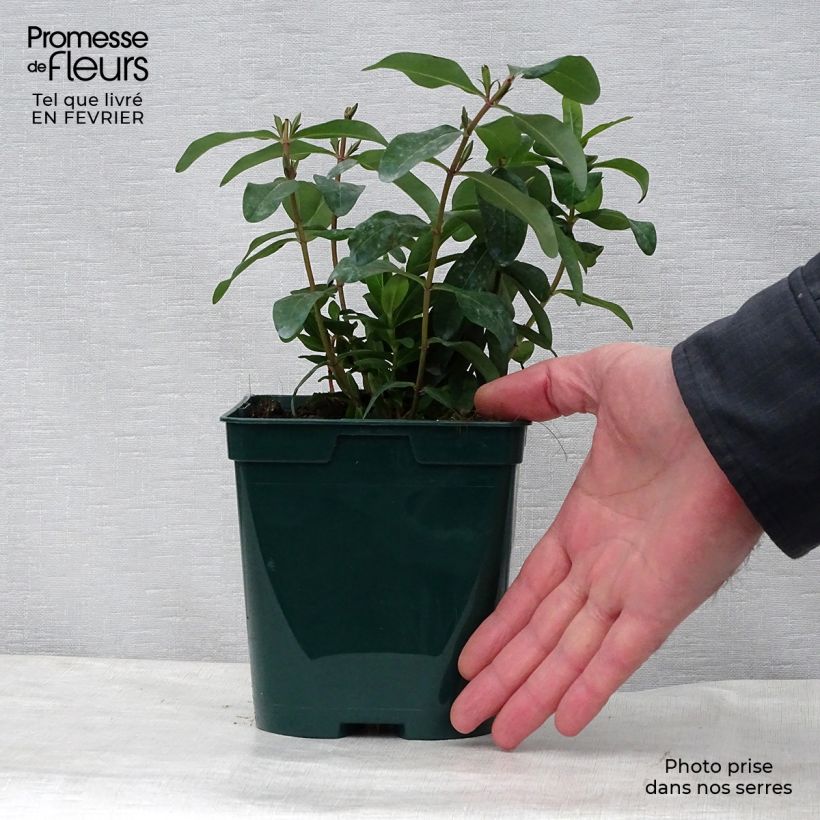 Hypericum calycinum - St. John's wort 2L/3L pot sample as delivered in winter