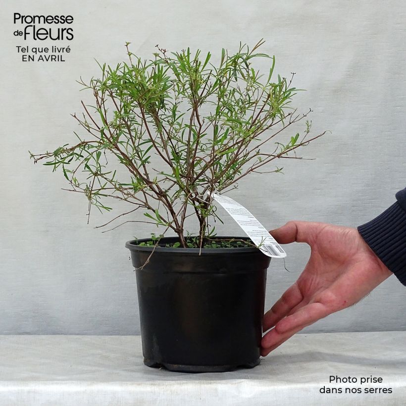 Hypericum densiflorum Buttercup - St. John's wort 2L/3L pot sample as delivered in spring