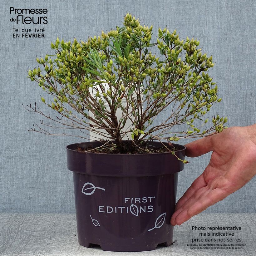 Hypericum kalmianum Cobalt-n-Gold - St. John's wort 2L/3L pot sample as delivered in autumn