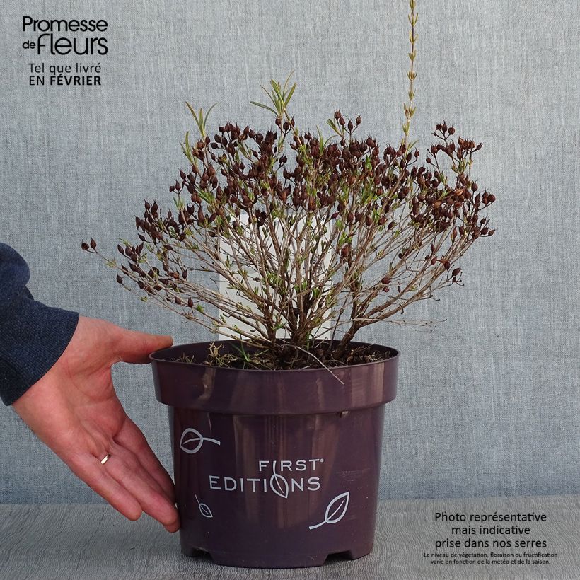 Hypericum kalmianum Cobalt-n-Gold - St. John's wort 2L/3L pot sample as delivered in winter