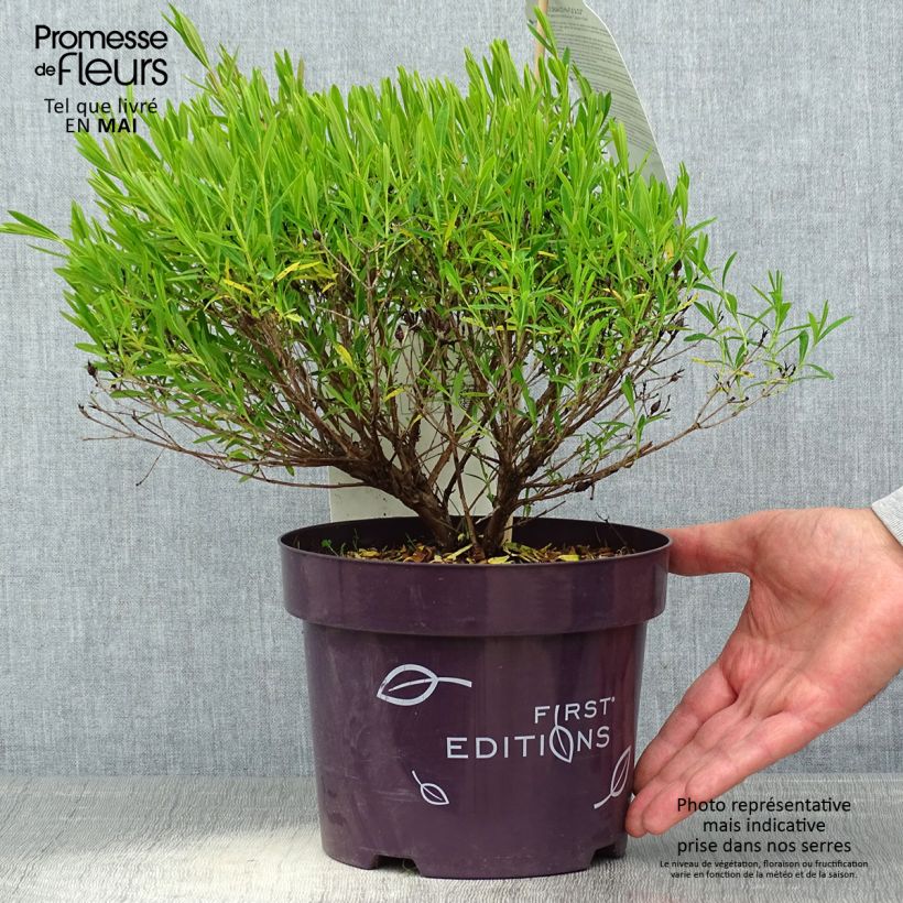 Hypericum kalmianum Cobalt-n-Gold - St. John's wort 2L/3L pot sample as delivered in spring