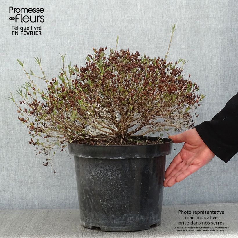 Hypericum kalmianum Cobalt-n-Gold - St. John's wort 7.5L/10L pot sample as delivered in winter