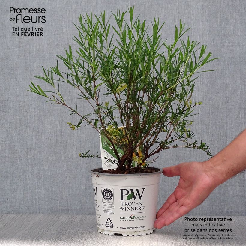 Hypericum kalmianum Sunny Boulevard Proven Winners - St. John's wort 2L/3L pot sample as delivered in autumn