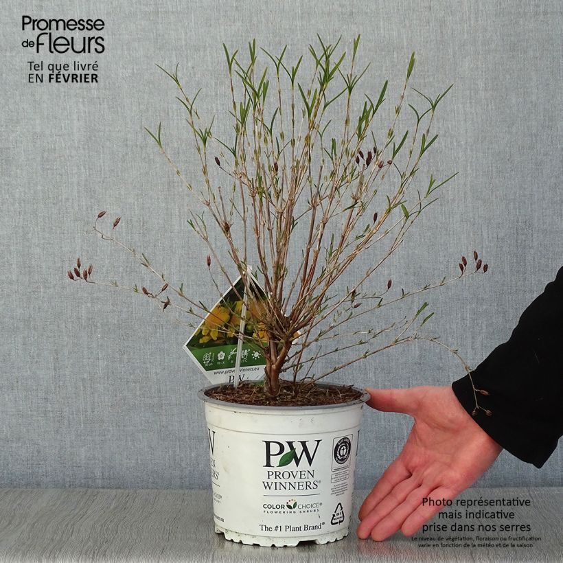 Hypericum kalmianum Sunny Boulevard Proven Winners - St. John's wort 2L/3L pot sample as delivered in winter