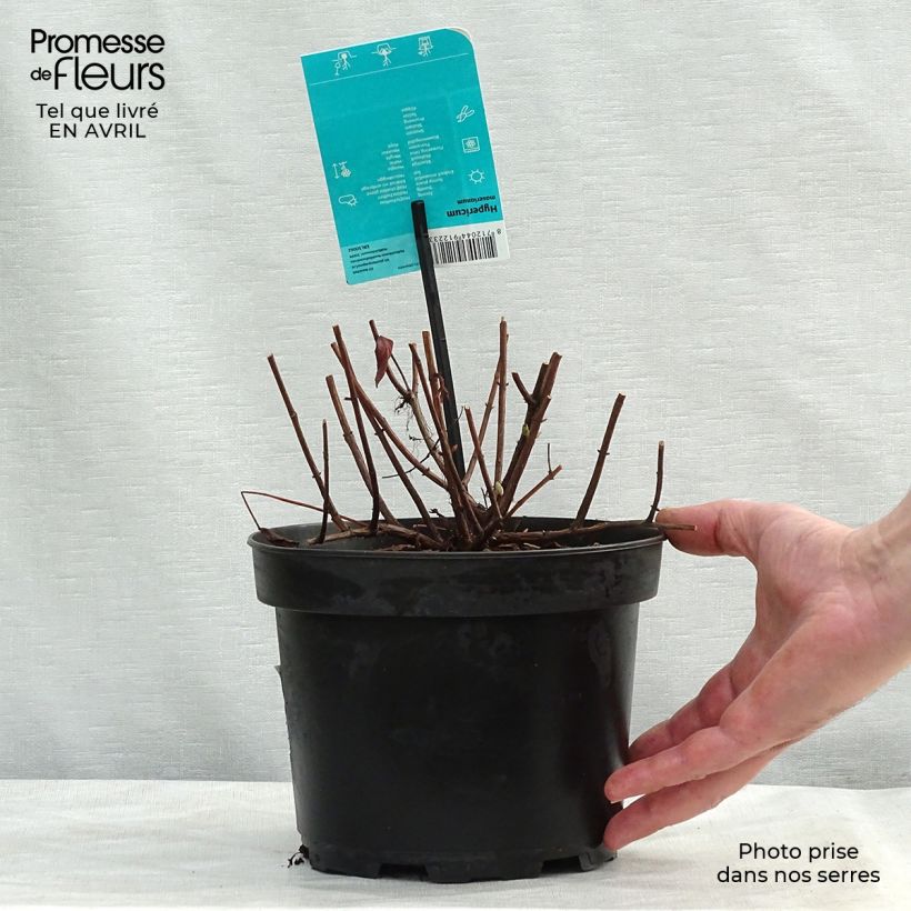 Hypericum x moserianum - St. John's wort 2L/3L pot sample as delivered in spring