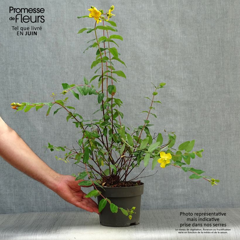 Hypericum x moserianum - St. John's wort 2L/3L pot sample as delivered in summer