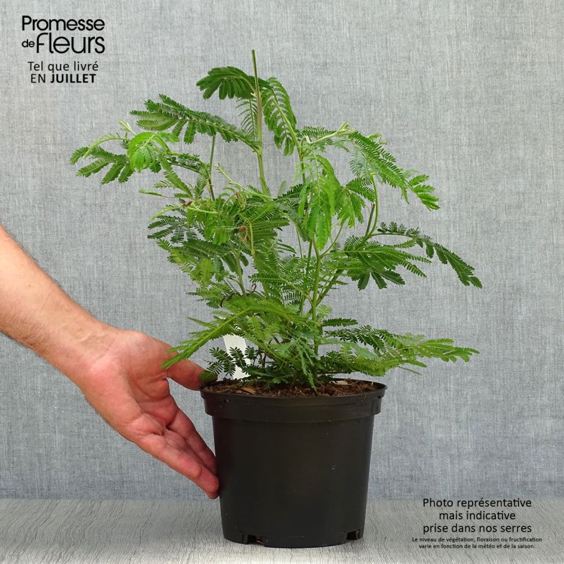 Acacia dealbata 2L/3L pot sample as delivered in summer