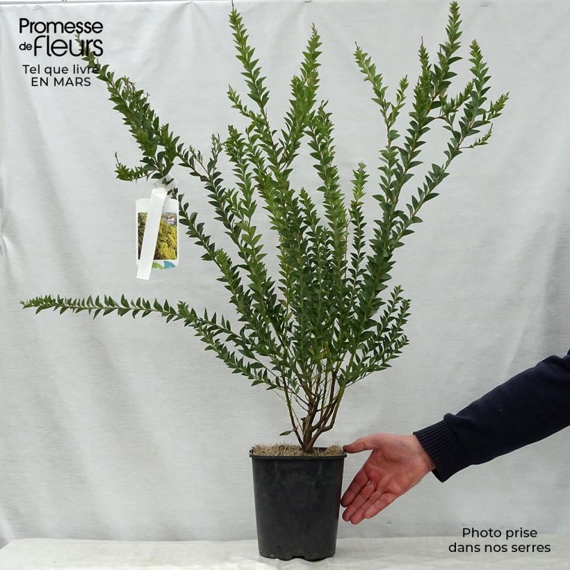 Acacia pravissima 3L/4L pot sample as delivered in spring