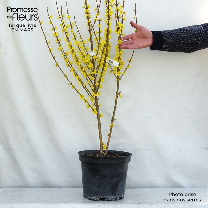 Forsythia intermedia MINDOR 7.5L/10L pot sample as delivered in winter