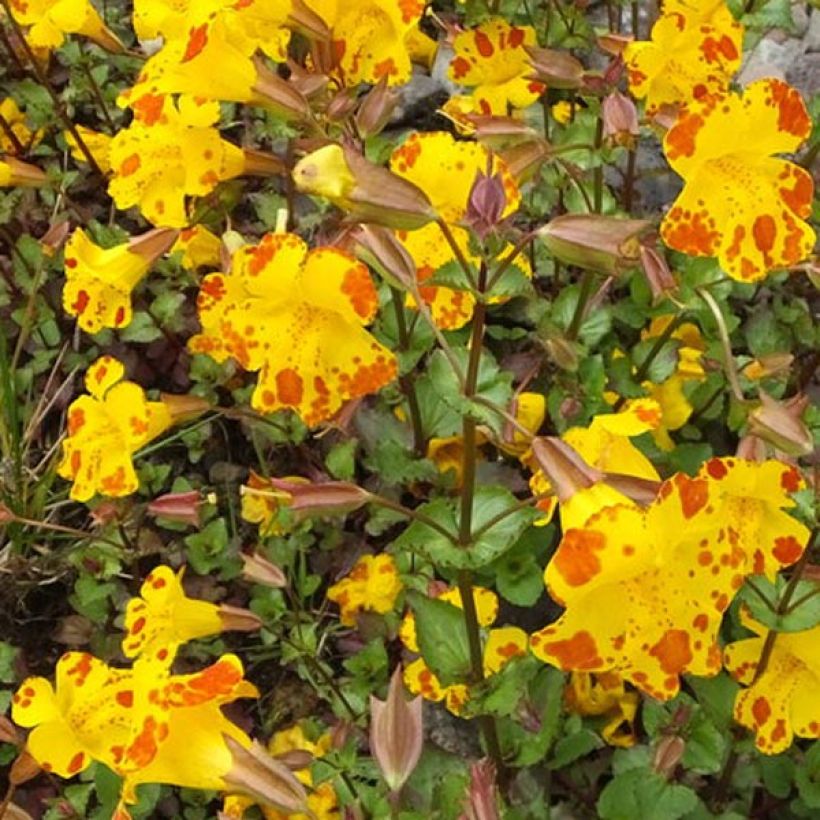 Mimulus luteus (Flowering)