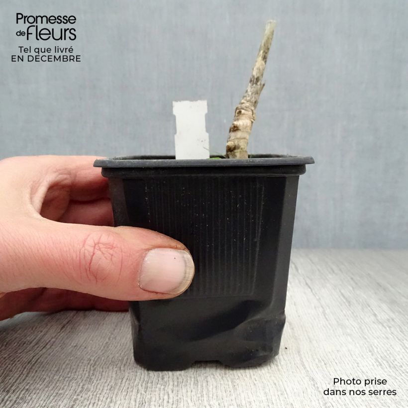 Miscanthus giganteus 8/9 cm pot sample as delivered in winter