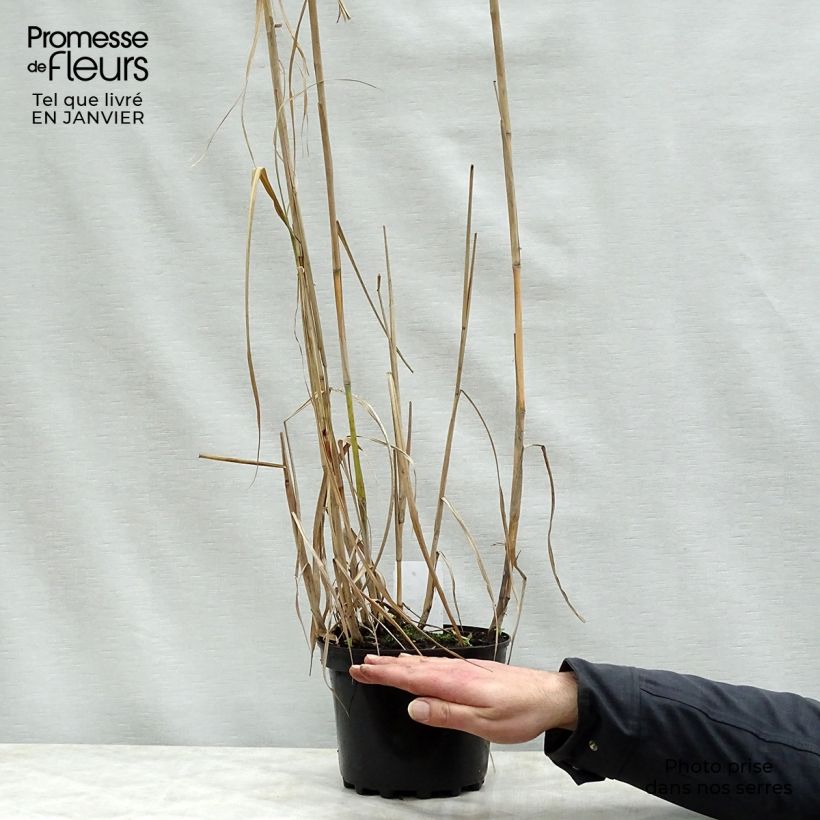 Miscanthus giganteus 2L/3L pot sample as delivered in winter