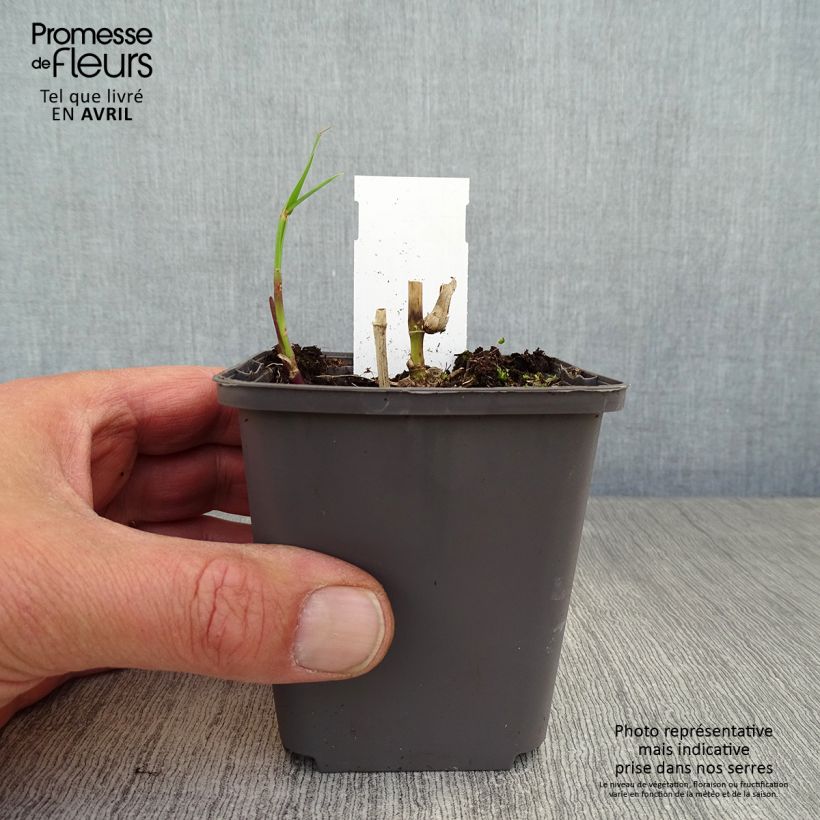 Miscanthus floridulus 8/9 cm pot sample as delivered in spring