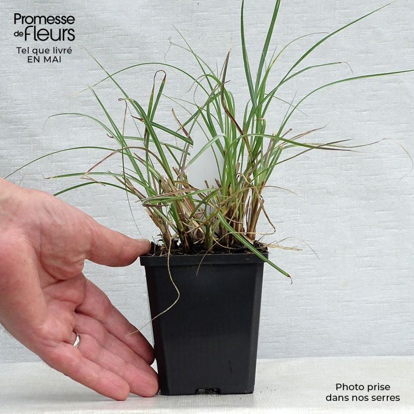 Miscanthus sinensis Adagio - Silvergrass 8/9 cm pot sample as delivered in spring