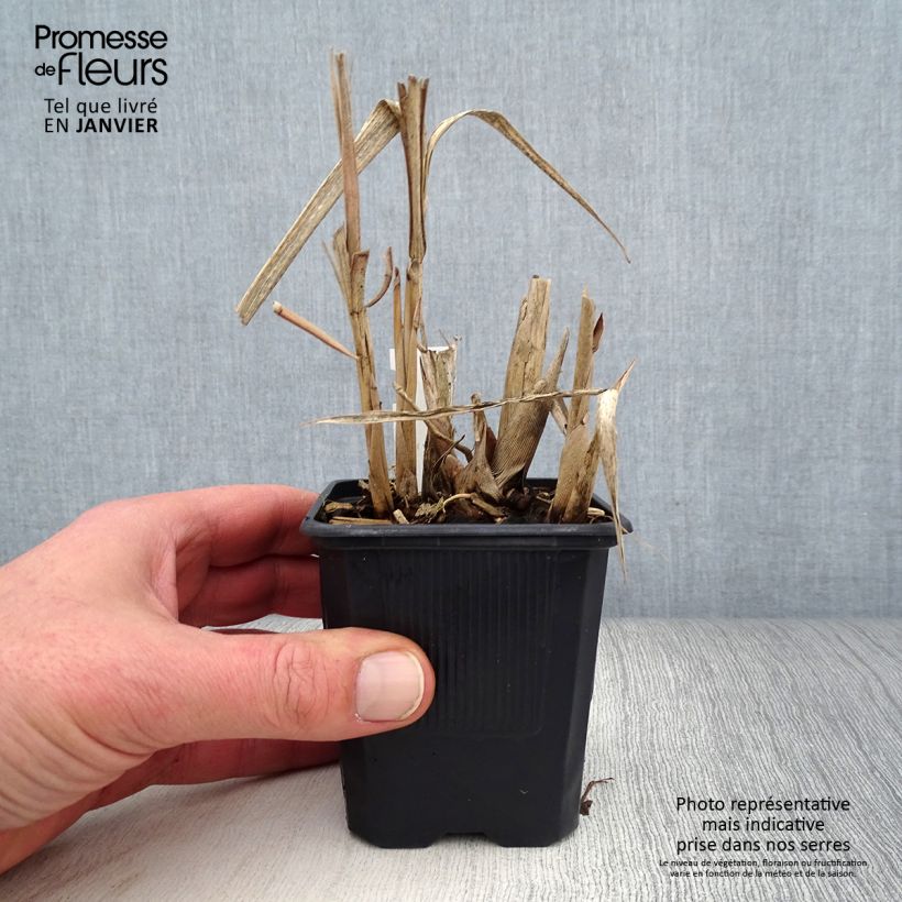 Miscanthus sinensis var. condensatus Cabaret - Silvergrass 8/9 cm pot sample as delivered in winter