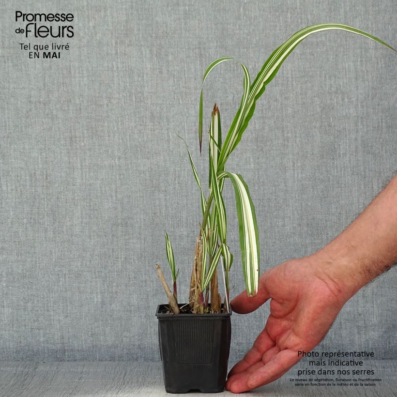 Miscanthus sinensis var. condensatus Cabaret - Silvergrass 8/9 cm pot sample as delivered in spring