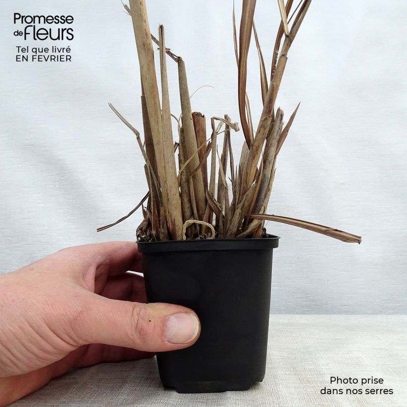 Miscanthus sinensis China - Silvergrass 8/9 cm pot sample as delivered in winter