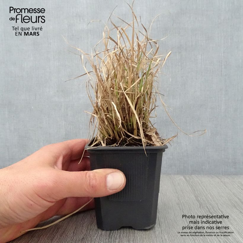 Miscanthus sinensis Cute One - Silvergrass 8/9 cm pot sample as delivered in spring