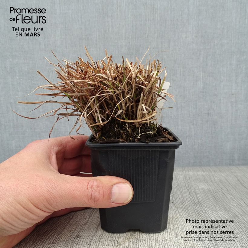 Miscanthus sinensis Cute One - Silvergrass 8/9 cm pot sample as delivered in winter