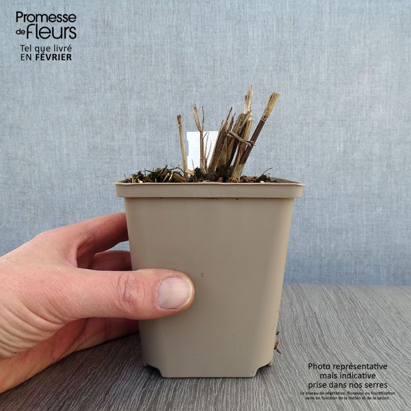 Miscanthus sinensis Dronning Ingrid - Silvergrass 8/9 cm pot sample as delivered in winter