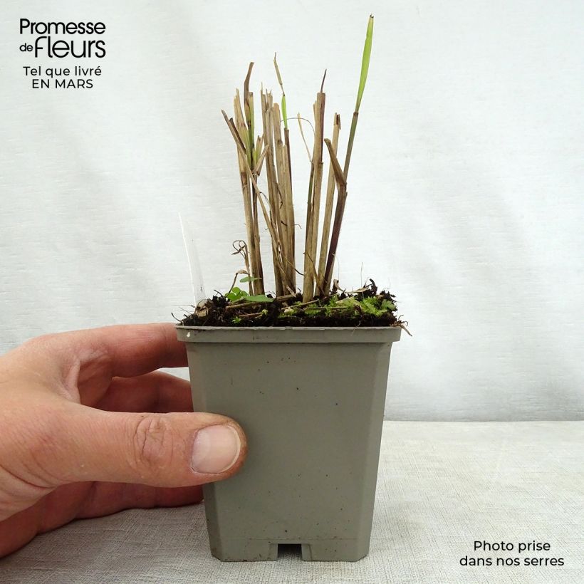 Miscanthus sinensis Dronning Ingrid - Silvergrass 8/9 cm pot sample as delivered in spring
