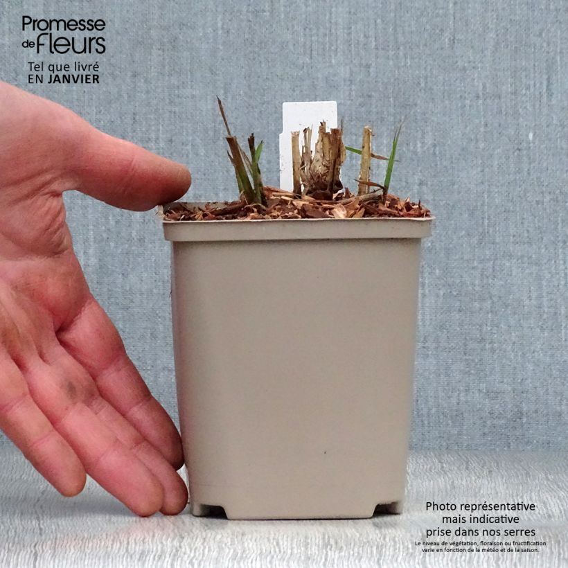 Miscanthus sinensis Flamingo - Silvergrass 8/9 cm pot sample as delivered in winter