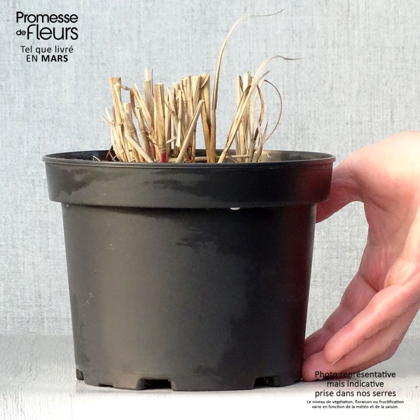 Miscanthus sinensis Flamingo - Silvergrass 2L/3L pot sample as delivered in spring