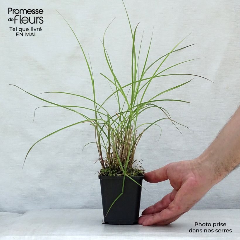 Miscanthus sinensis Flamingo - Silvergrass 8/9 cm pot sample as delivered in spring