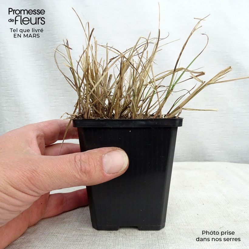 Miscanthus sinensis Gnome - Silvergrass 8/9 cm pot sample as delivered in winter
