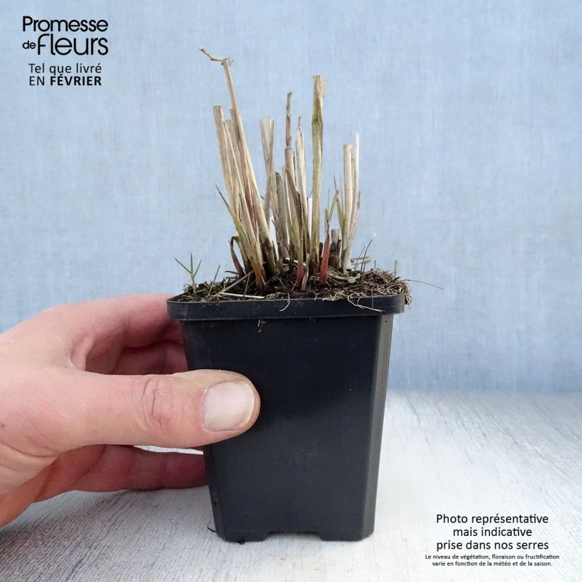 Miscanthus sinensis Graziella - Silvergrass 8/9 cm pot sample as delivered in winter