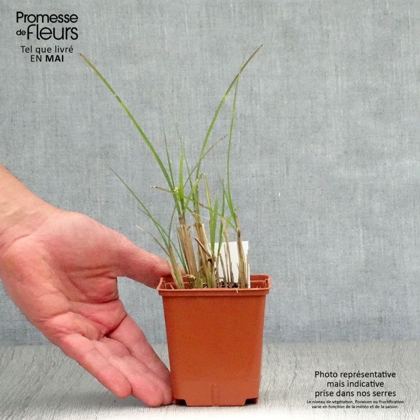 Miscanthus sinensis Graziella - Silvergrass 8/9 cm pot sample as delivered in spring