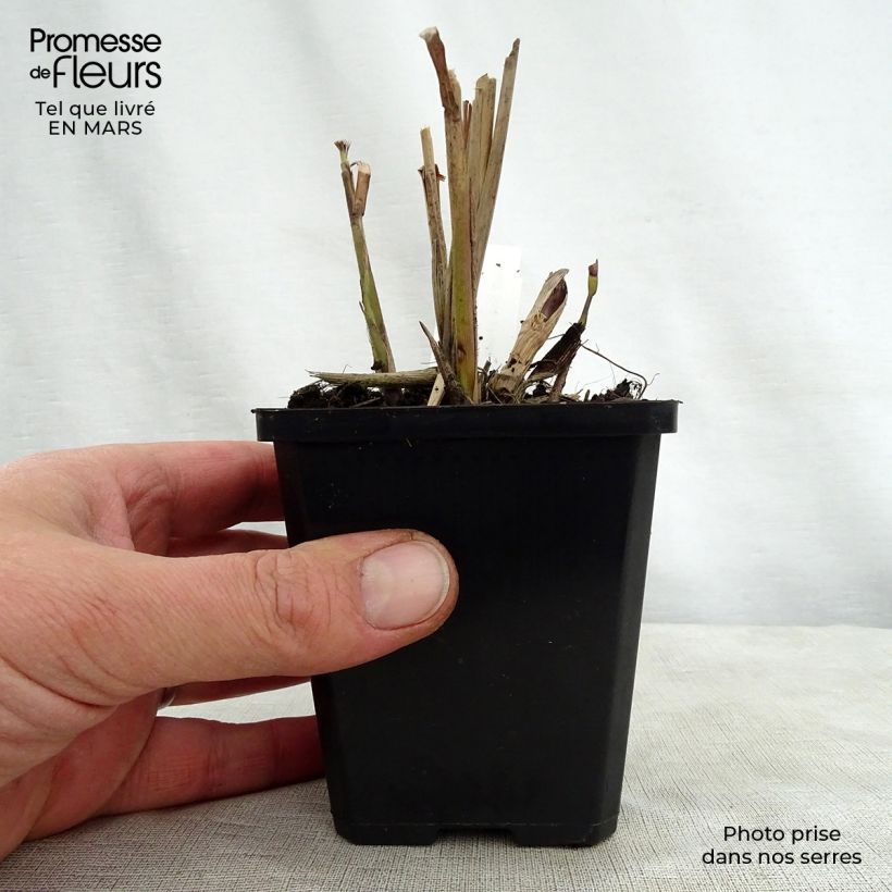 Miscanthus sinensis Kaskade - Silvergrass 8/9 cm pot sample as delivered in spring