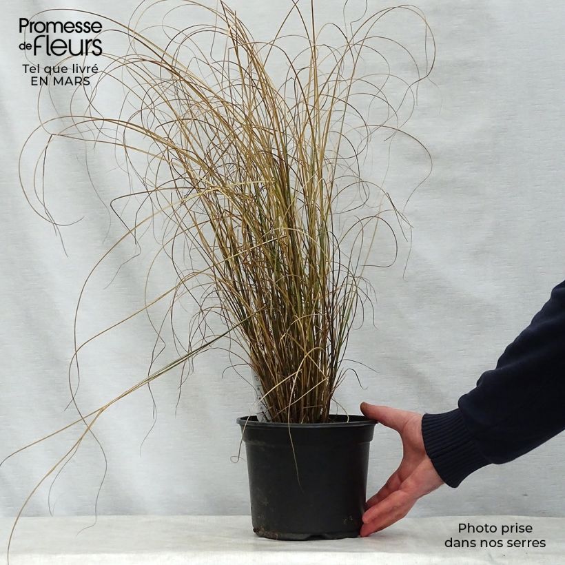 Miscanthus sinensis 'Kleine Fontäne' (Petite Fontaine) 3L/4L pot sample as delivered in spring