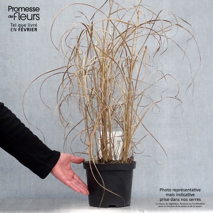 Miscanthus sinensis 'Kleine Fontäne' (Petite Fontaine) 3L/4L pot sample as delivered in winter