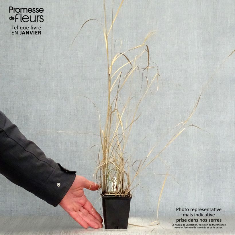 Miscanthus sinensis Kleine Silberspinne - Silvergrass 8/9 cm pot sample as delivered in winter